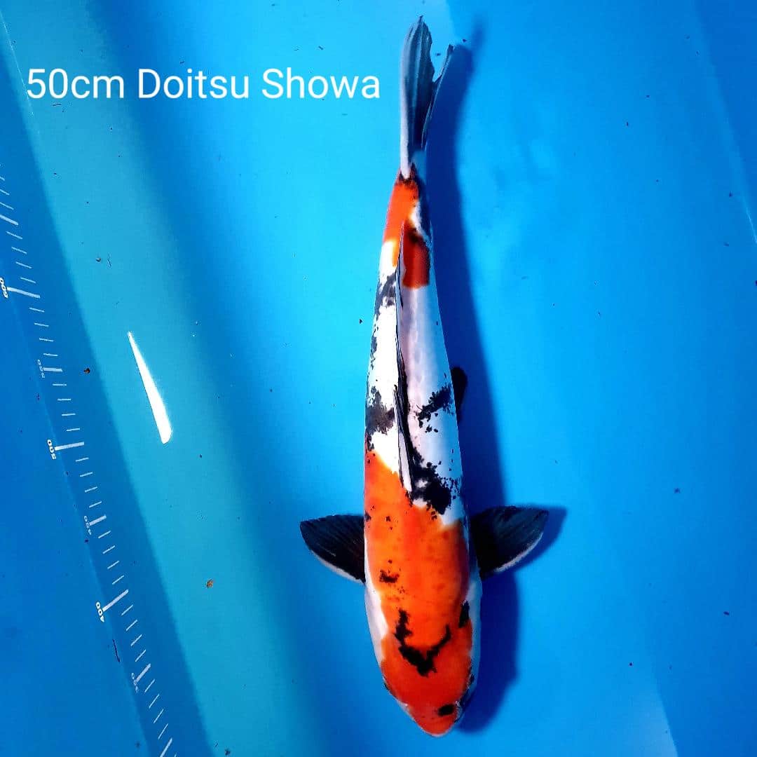 doitsu showa - Cotswold Koi