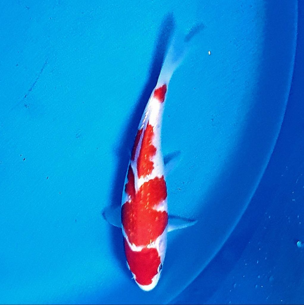 kohaku ref0215 Cotswold Koi