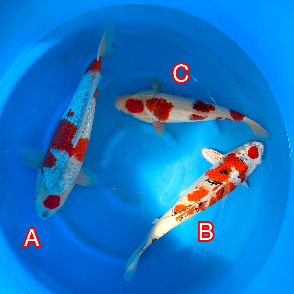 Hosokai mix 141024 Ref0611 Cotswold Koi Koi carp Kohaku