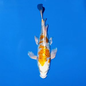 Yamasan 40cm Longfin Kujaku Ref0612 - B