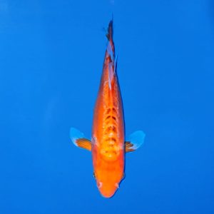 Yamasan 40cm Longfin Doitsu Orenji Ogon Ref0612 - E