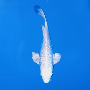 Yamasan 35cm Longfin Doitsu Platinum Ogon Ref0613 - A