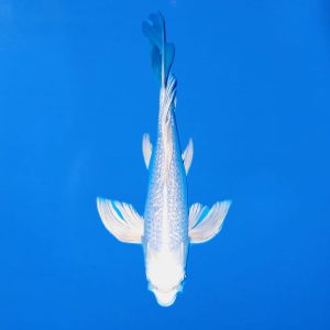 Yamasan 39cm Longfin Gin Rin Platinum Ogon Ref0613 - A