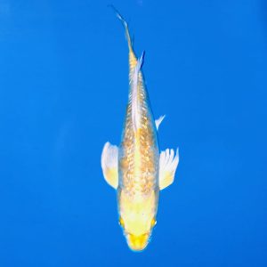 Yamasan 37cm Longfin Gin Rin Hariwake Ref0614 - B