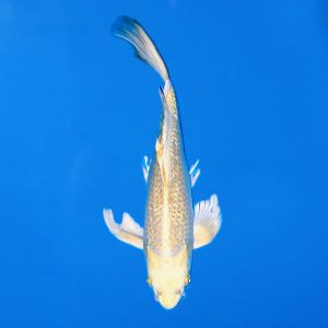 Yamasan 33cm Longfin Yamabuki Ogon Ref0614 - C