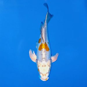 Yamasan 39cm Longfin Doitsu Hariwake Ref0614 - D