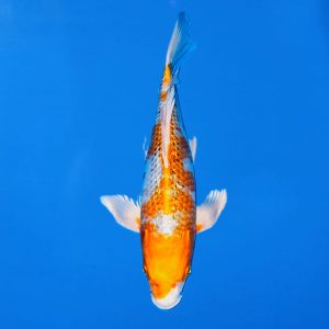 Yamasan 41cm Longfin Gin Rin Kujaku Ref0614 - E