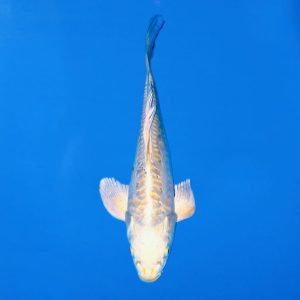 Yamasan 37cm Longfin Yamabuki Ogon Ref0615 - B