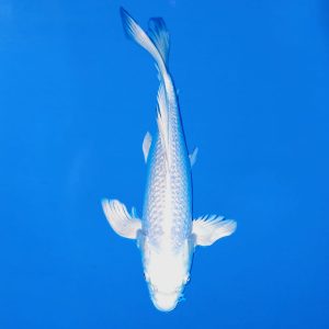 Yamasan 37cm Longfin Gin Rin Platinum Ogon Ref0615 - C