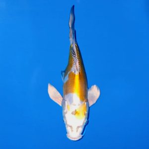 Yamasan 38cm Longfin Doitsu Hariwake Ref0615 - D