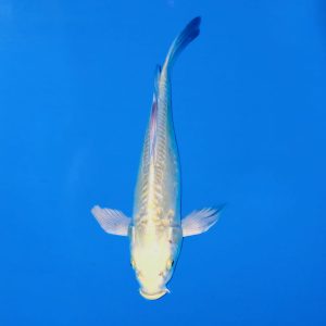 Yamasan 33cm Longfin Doitsu Yamabuki Ogon Ref0615 - E