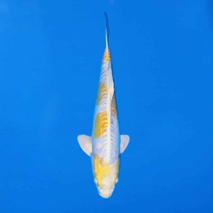 Ikarashi Ozumi 39cm Doitsu Lemon Hariwake Ref0623 - B